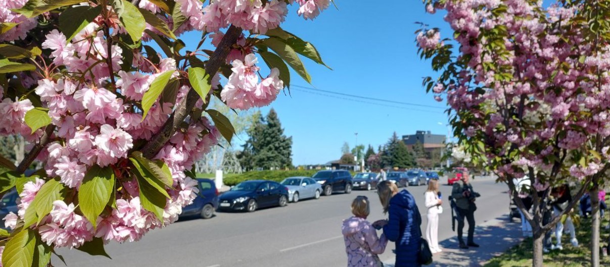 долина троянд погода